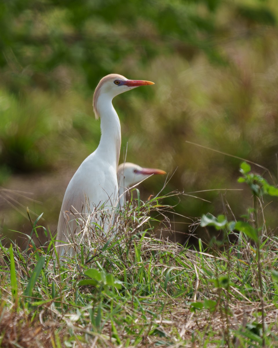 Western Cattle-Egret - ML645526961