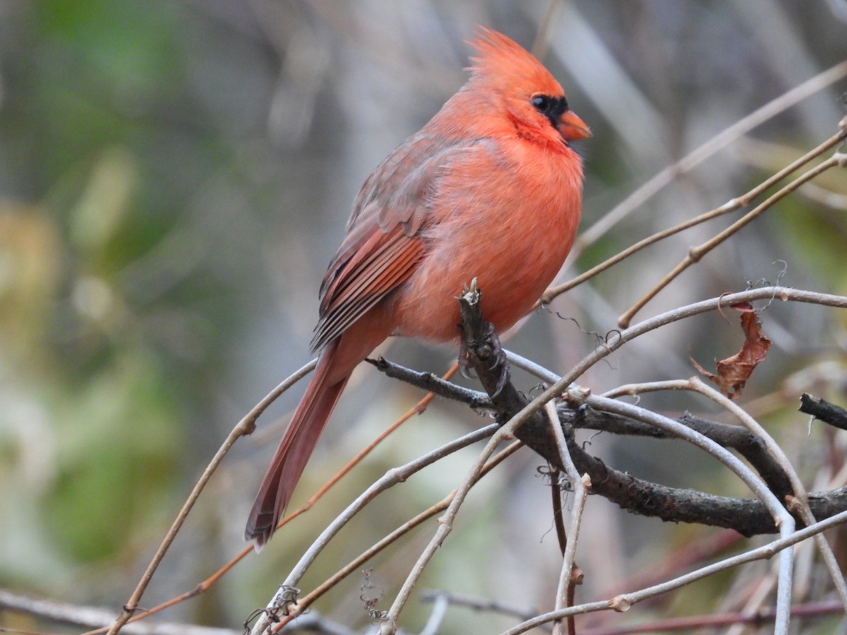 Cardinal rouge - ML645526963