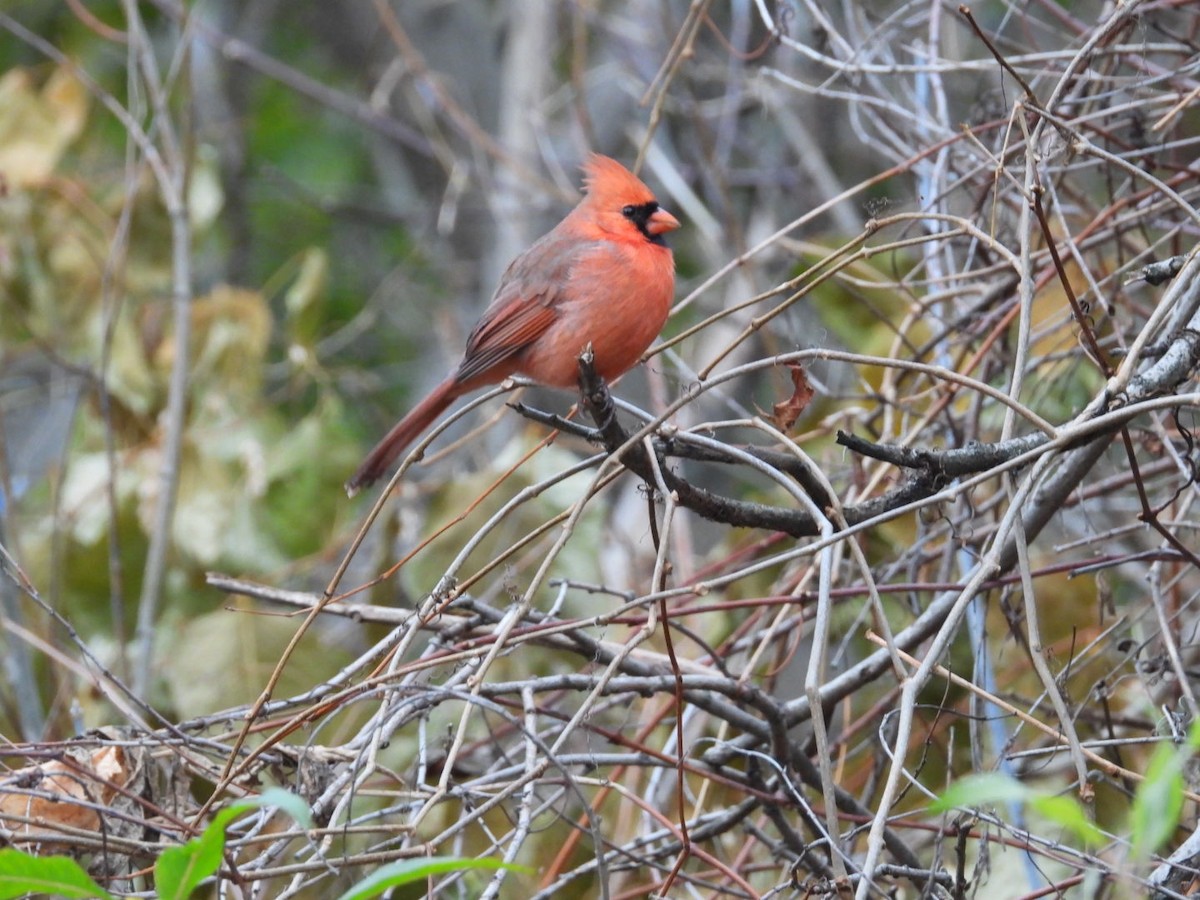 Cardinal rouge - ML645526964