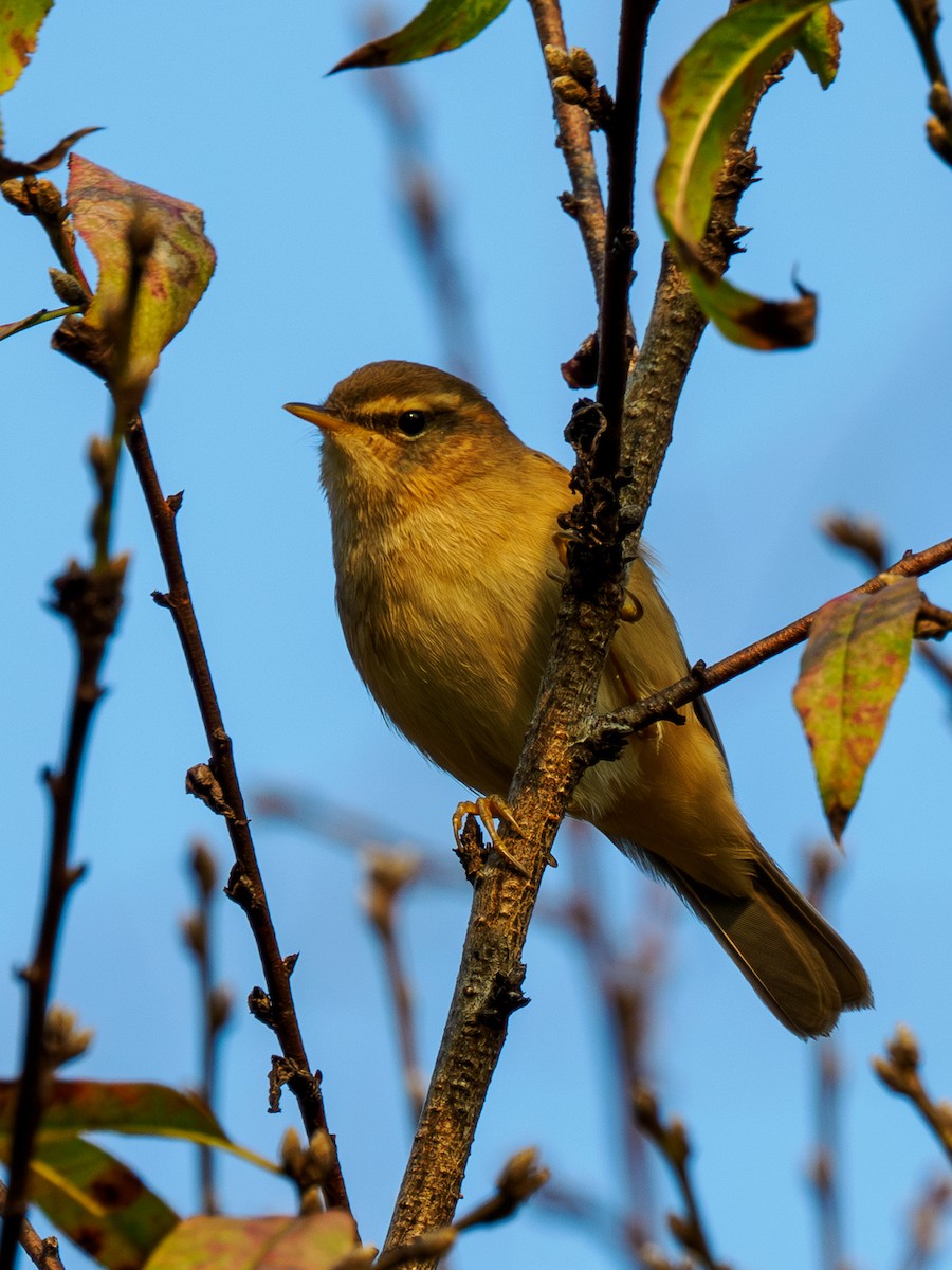 עלווית כהה - ML645526971