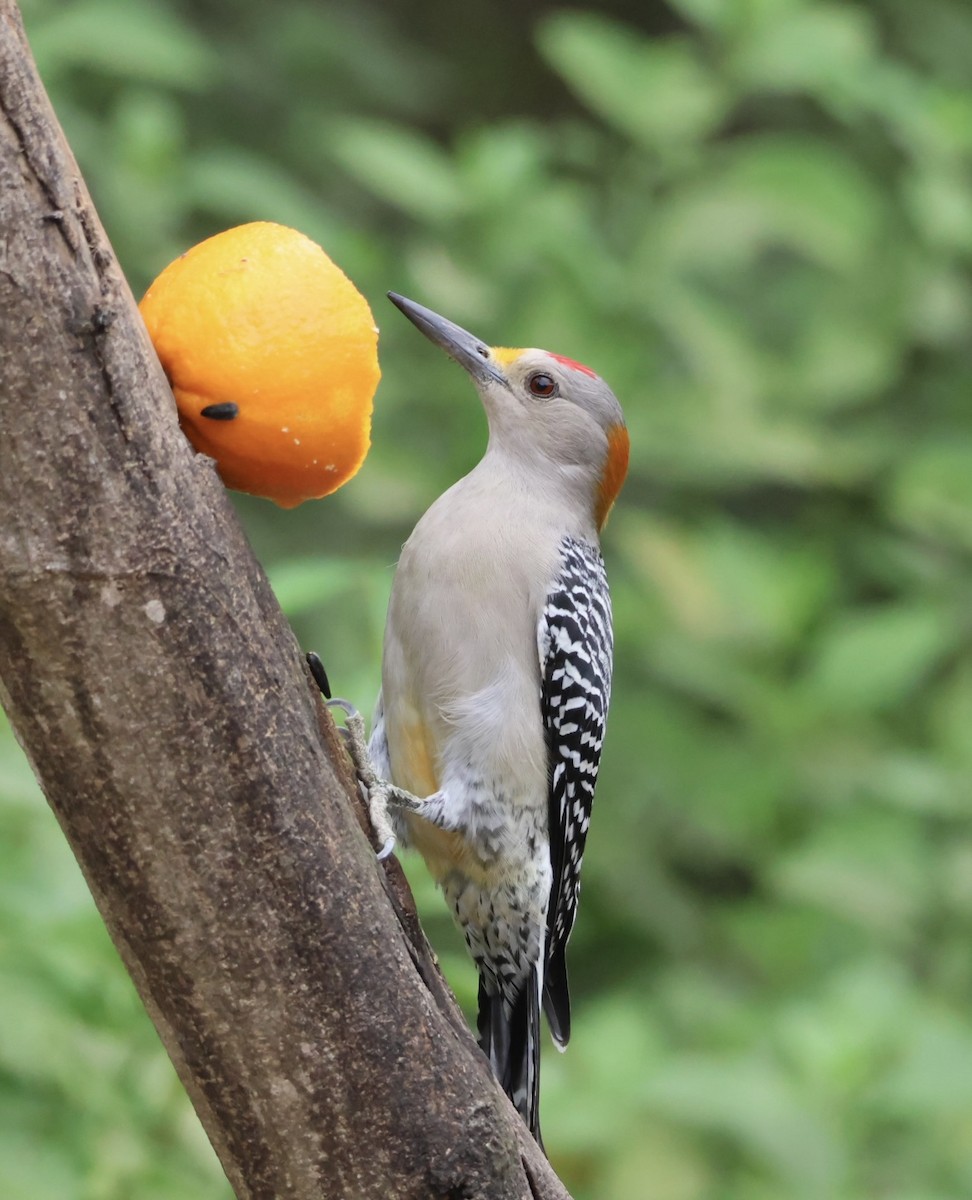 Golden-fronted Woodpecker - ML645526975