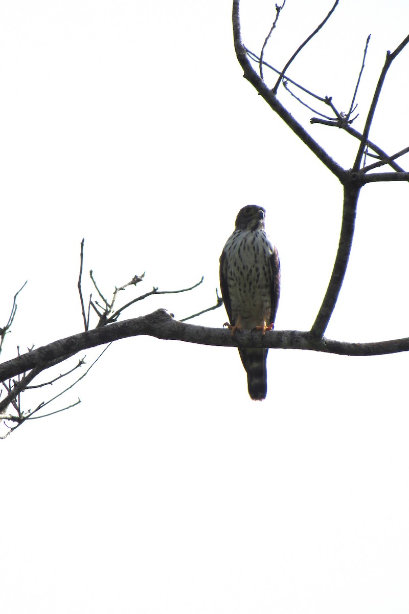 Double-toothed Kite - ML645526977