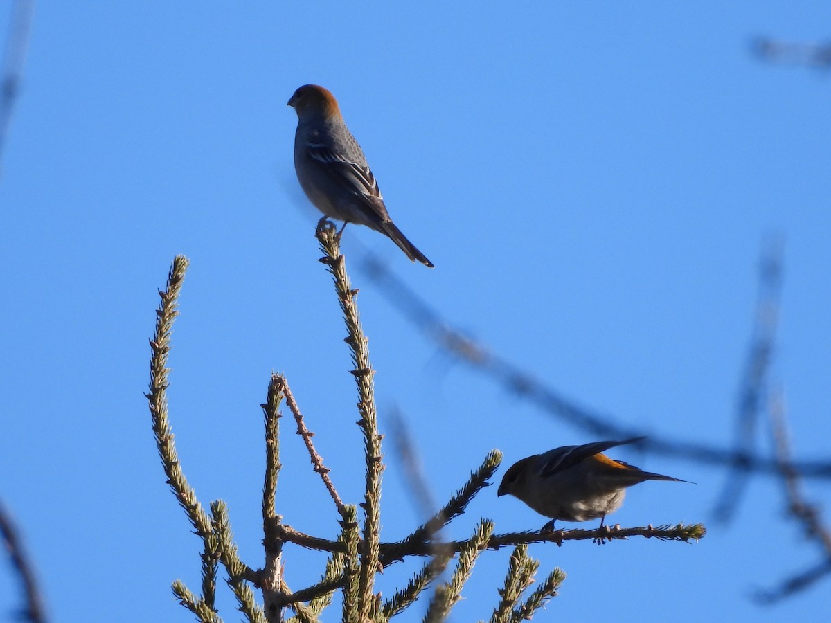 Pine Grosbeak - ML645526978