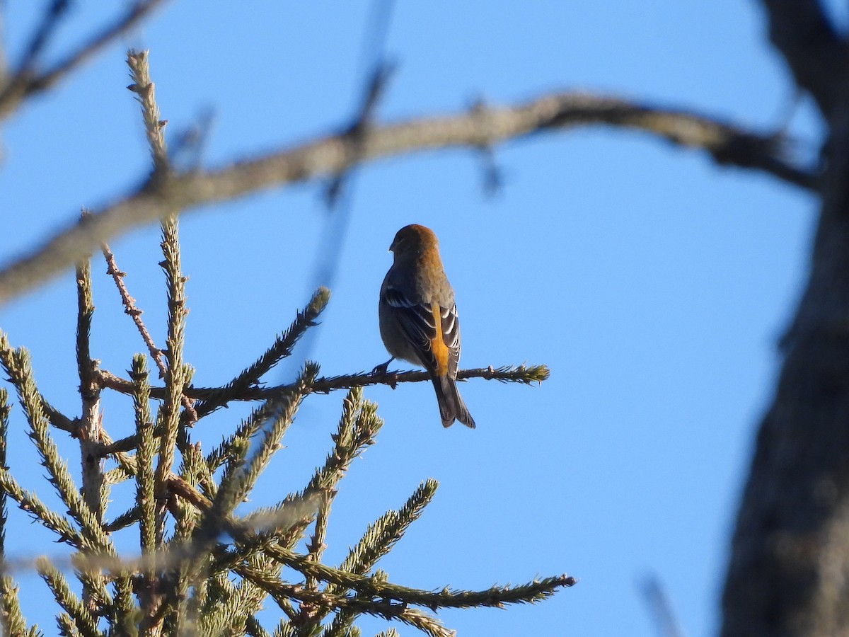 Pine Grosbeak - ML645526979