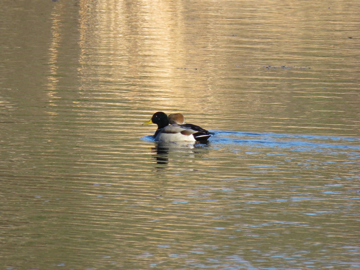 Hooded Merganser - ML645526992