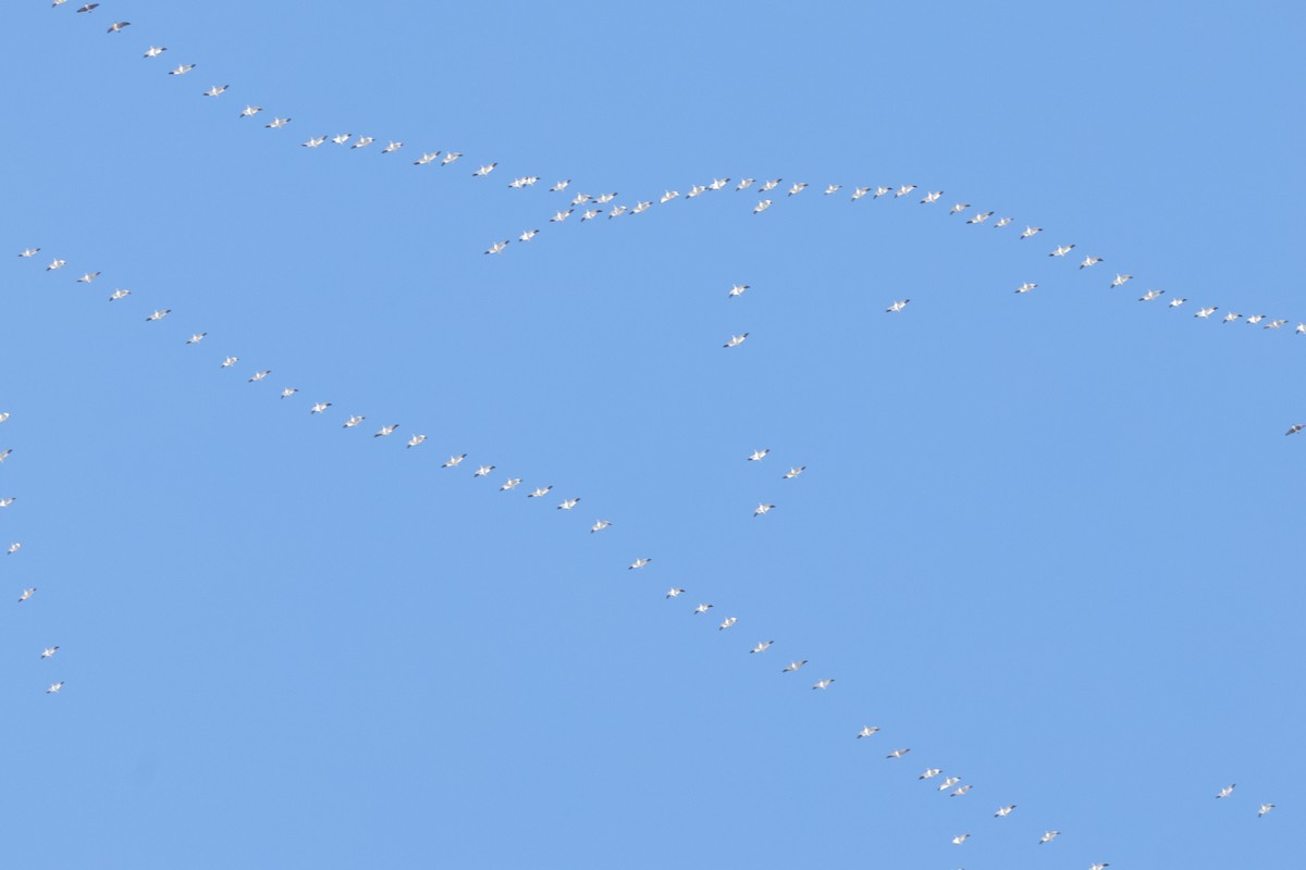 Snow Goose - ML645527000