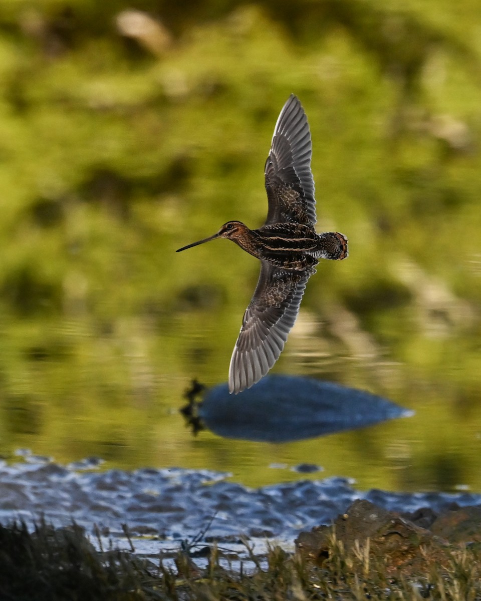 Wilson's Snipe - ML645527015