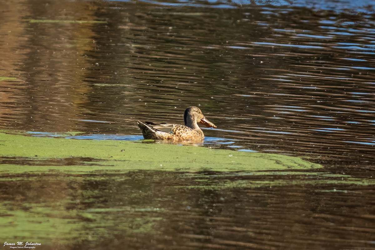 Northern Shoveler - ML645527026