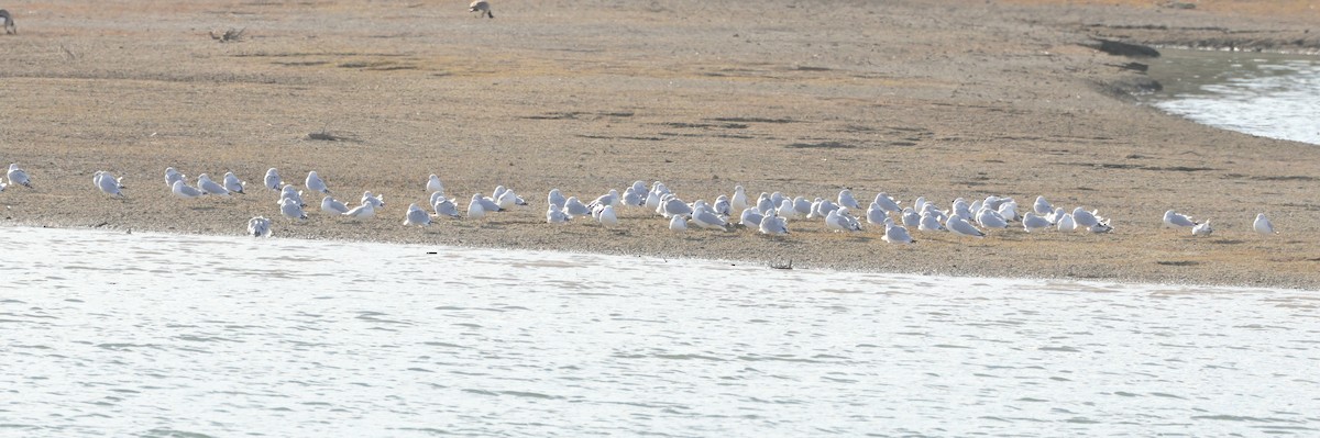 Ring-billed Gull - ML645527027