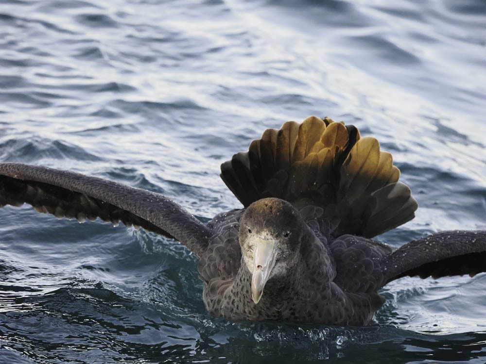 キタオオフルマカモメ - ML645527030