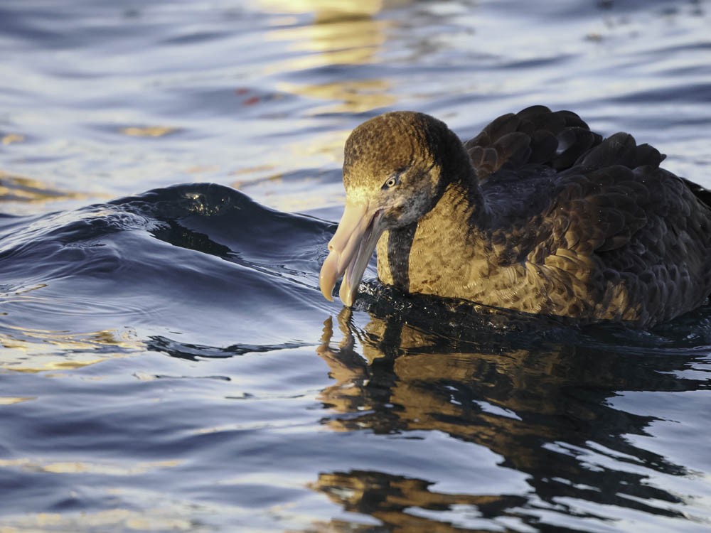 キタオオフルマカモメ - ML645527031