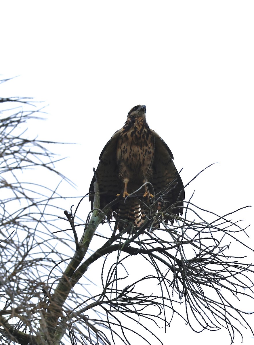 Great Black Hawk - ML645527040
