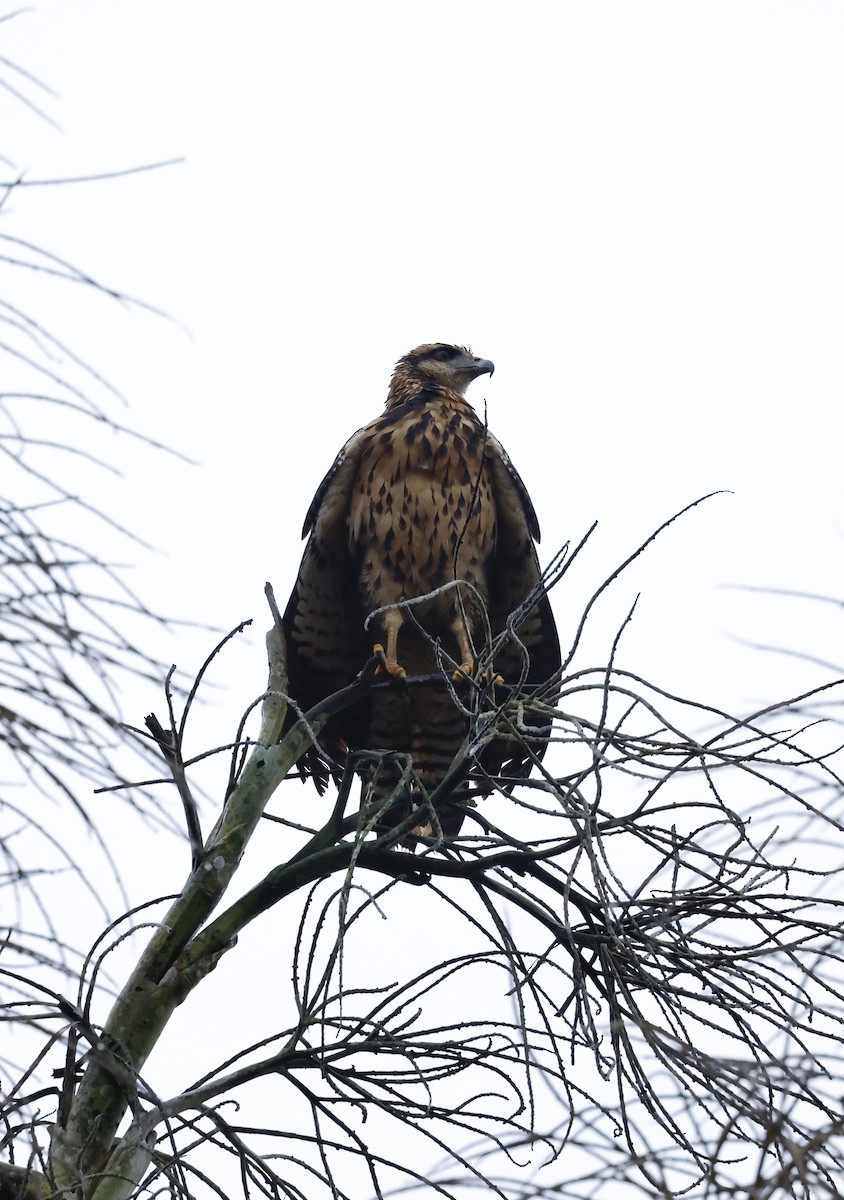 Great Black Hawk - ML645527041