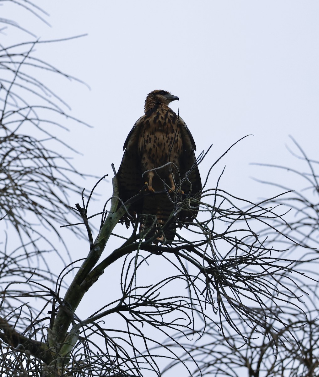 Great Black Hawk - ML645527042