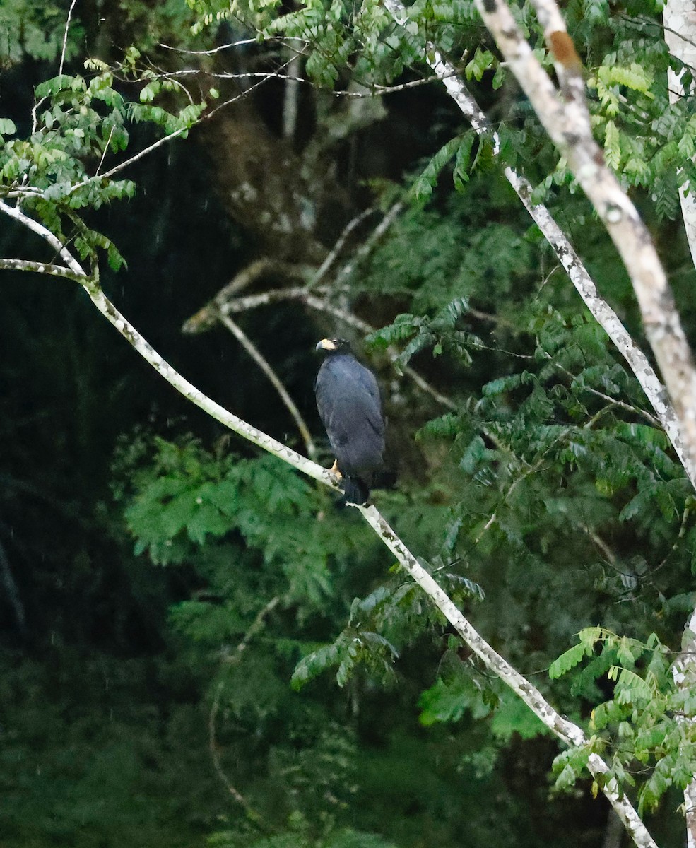 Great Black Hawk - ML645527043