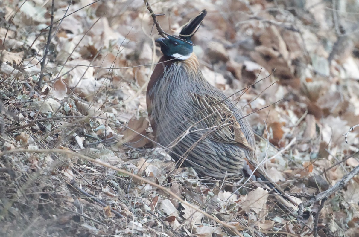 bažant chocholatý - ML645527045