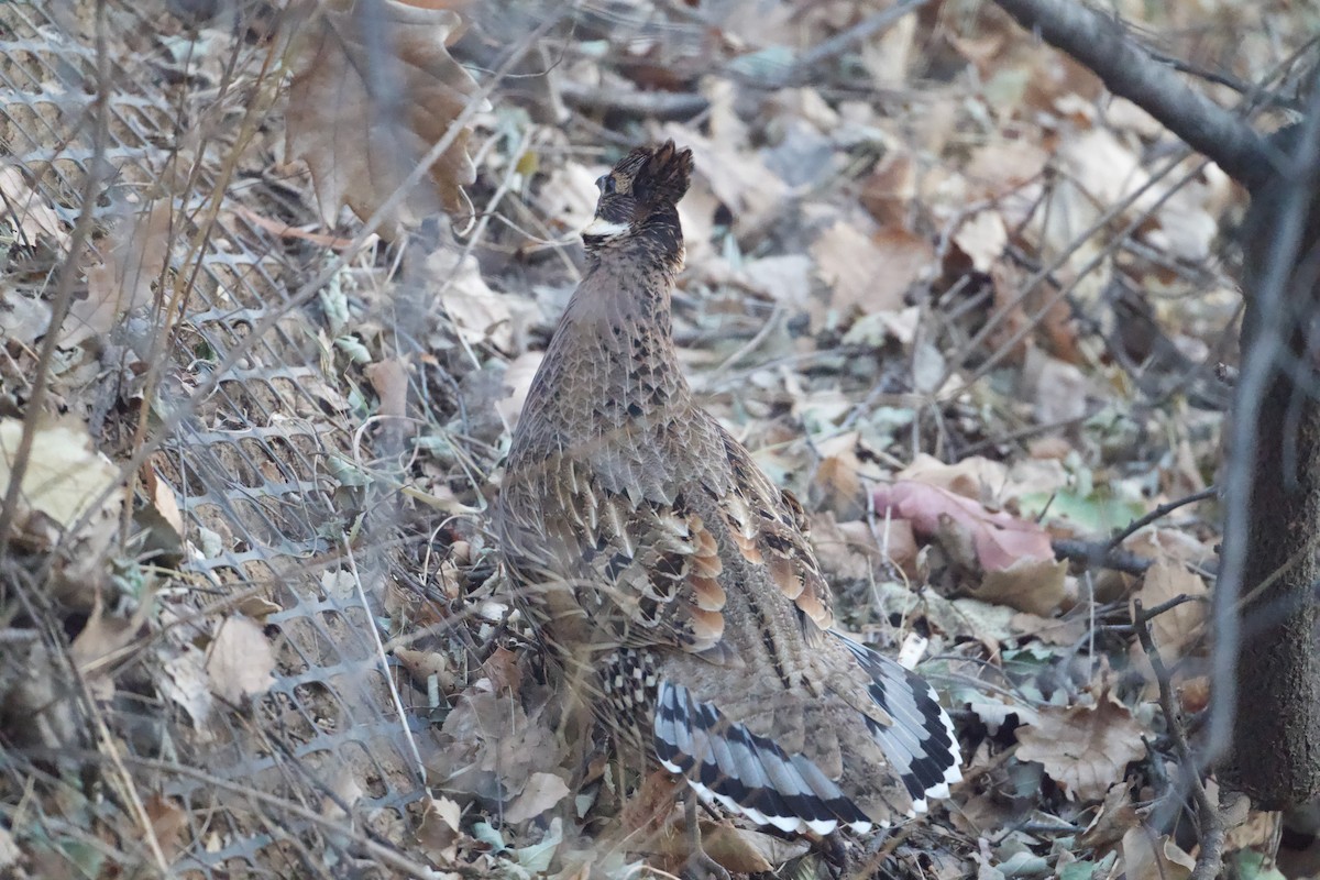 bažant chocholatý - ML645527046