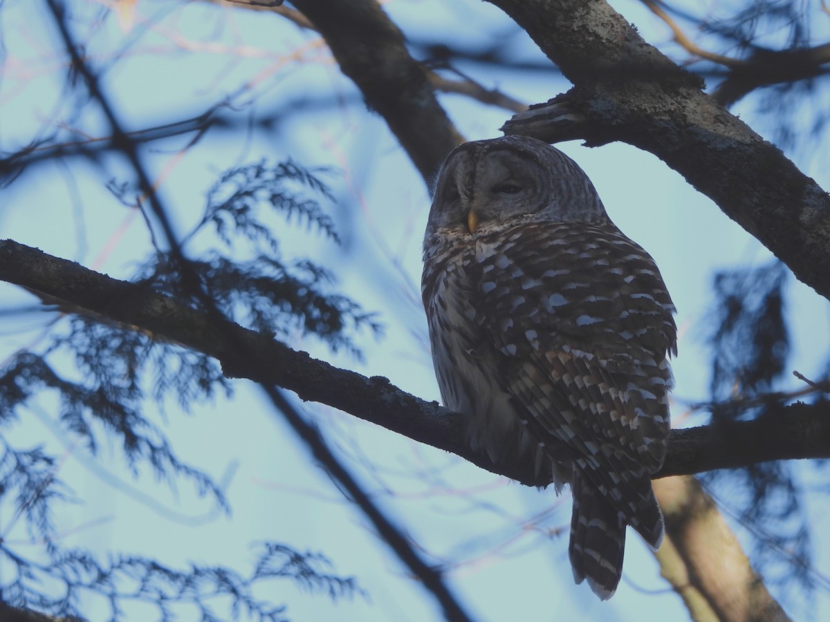 Barred Owl - ML645527050