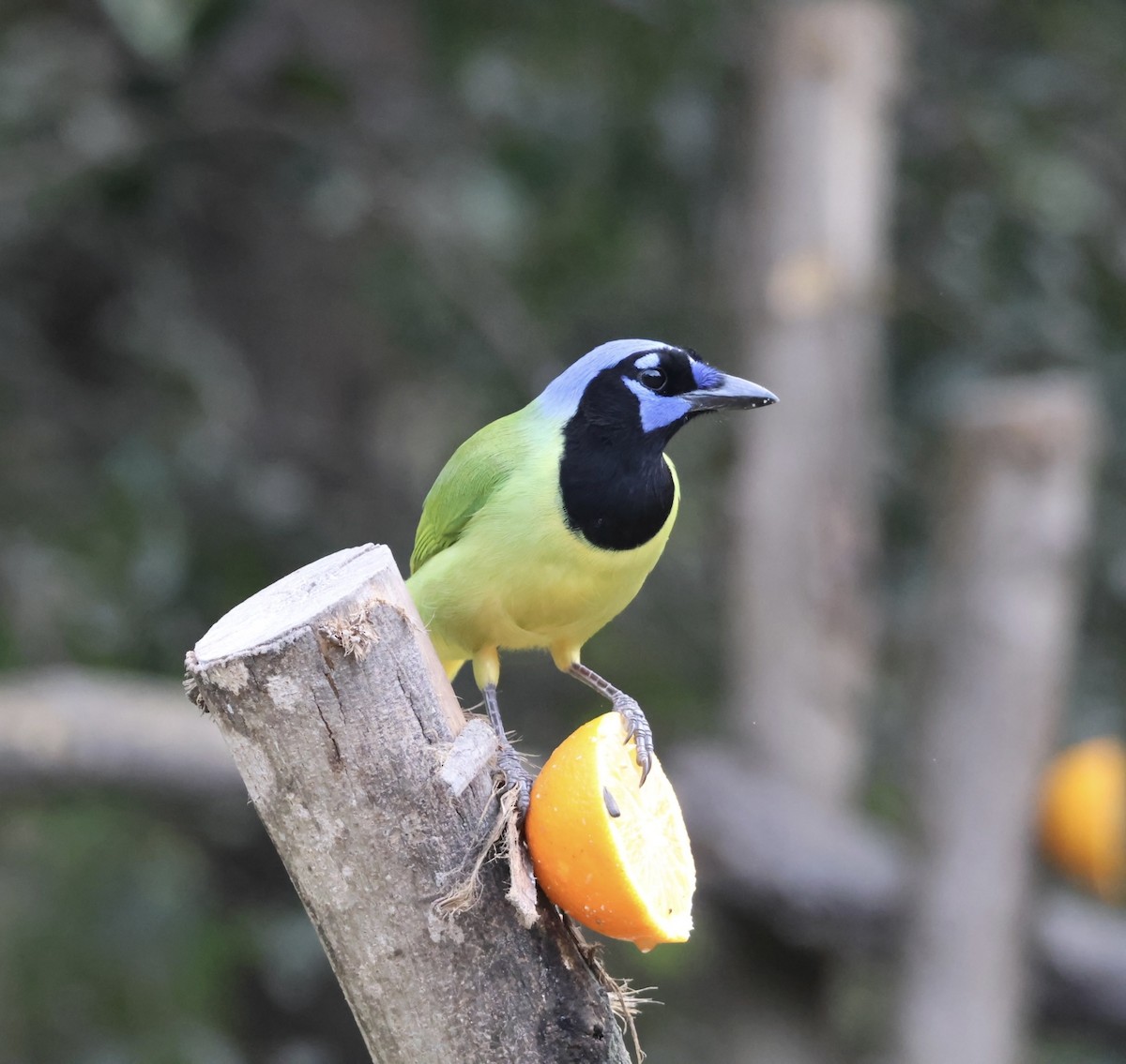 Geai vert - ML645527056