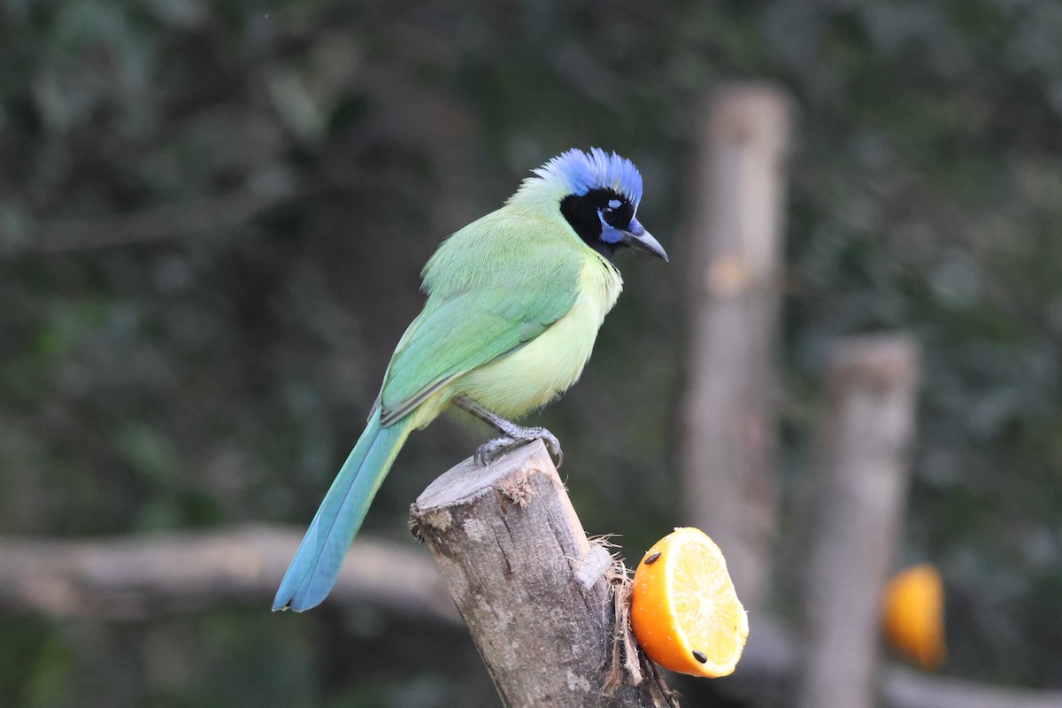 Geai vert - ML645527057