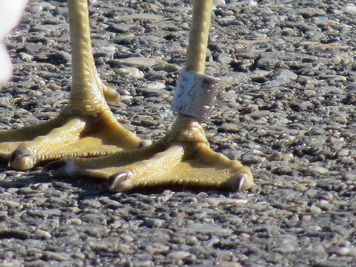 ringnebbmåke - ML645527059