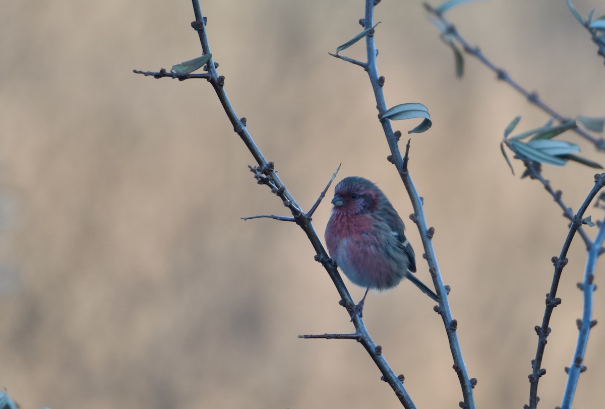Long-tailed Rosefinch (Chinese) - ML645527062