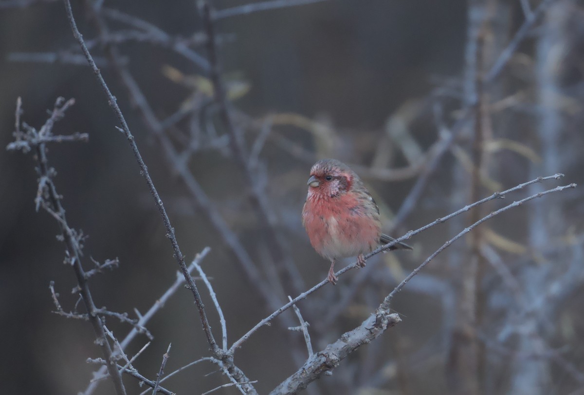 Long-tailed Rosefinch (Chinese) - ML645527063