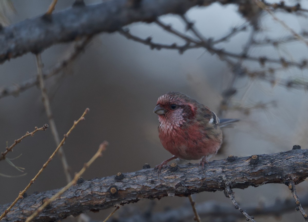 Long-tailed Rosefinch (Chinese) - ML645527064