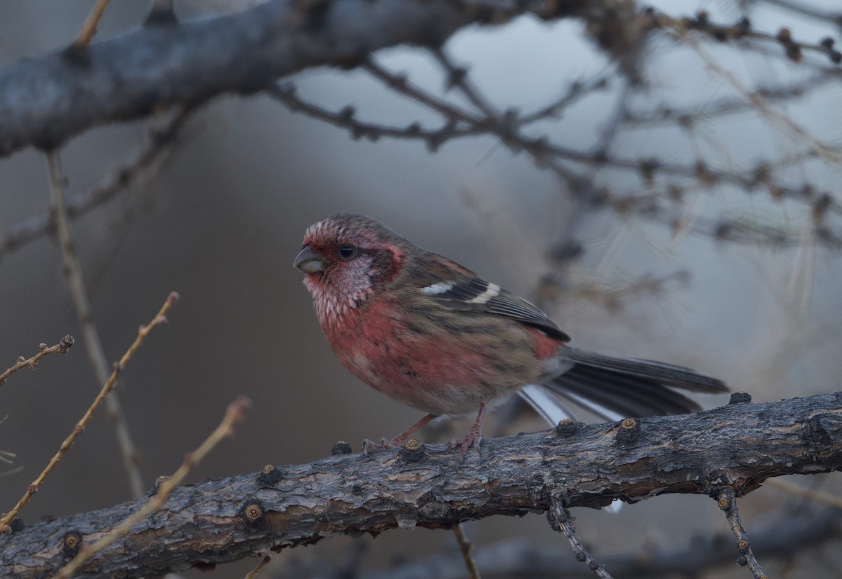 Long-tailed Rosefinch (Chinese) - ML645527065