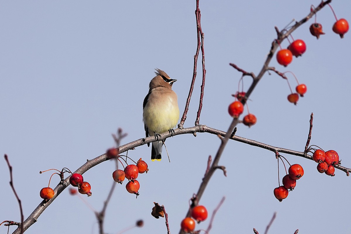 Cedar Waxwing - ML645527068