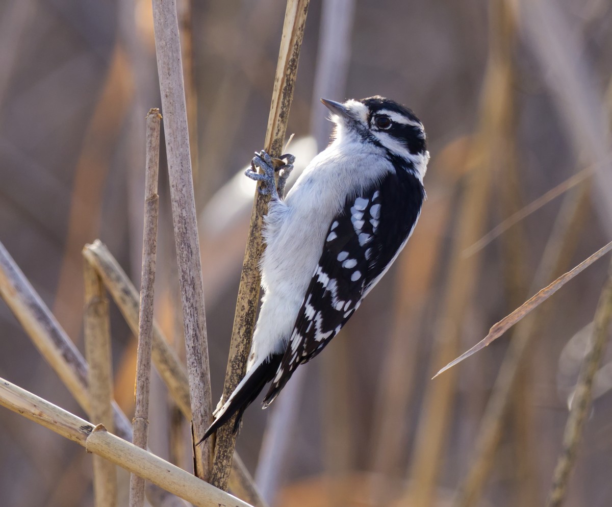 strakapoud osikový - ML645527069