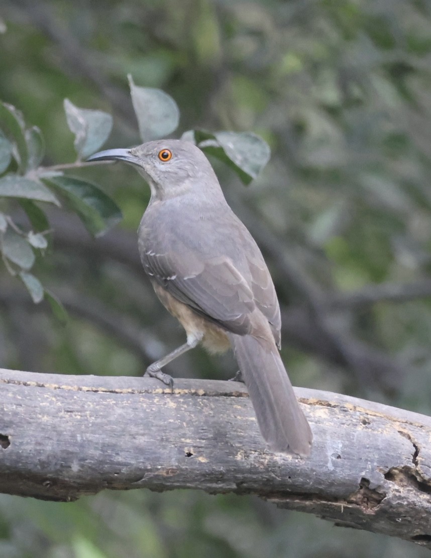 Curve-billed Thrasher - ML645527070