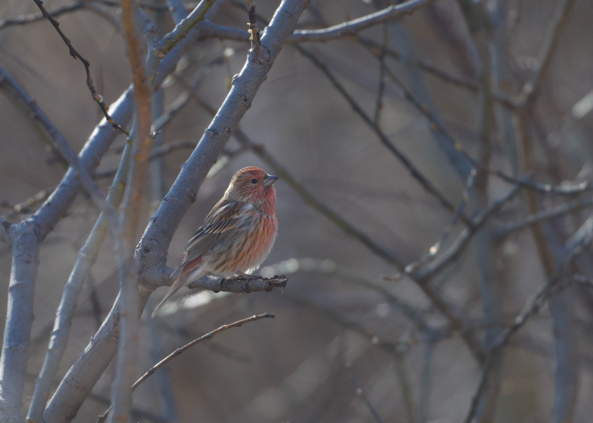 Pallas's Rosefinch - ML645527076