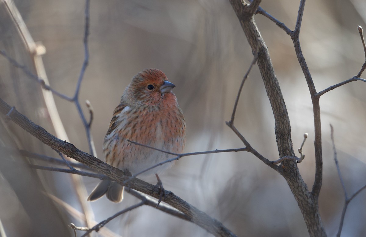 Pallas's Rosefinch - ML645527077