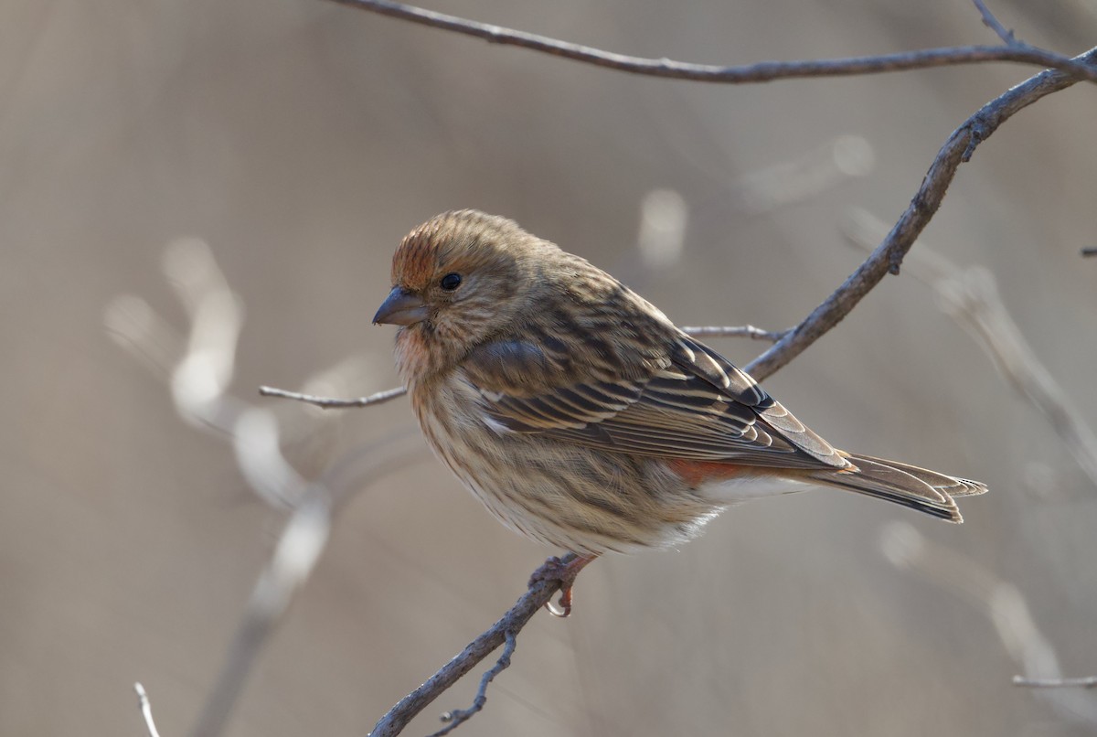 Pallas's Rosefinch - ML645527078