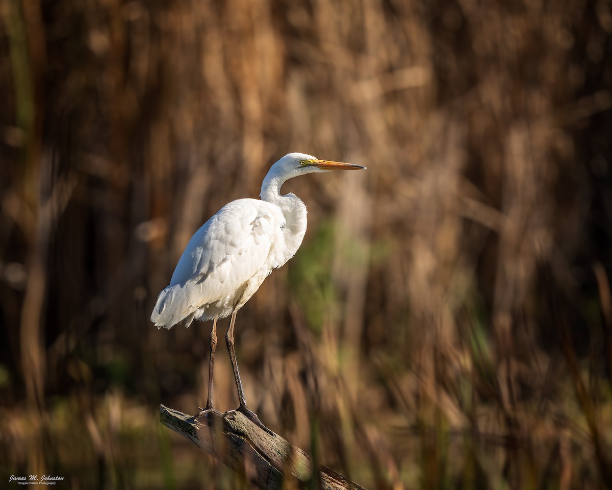 Great Egret - ML645527079