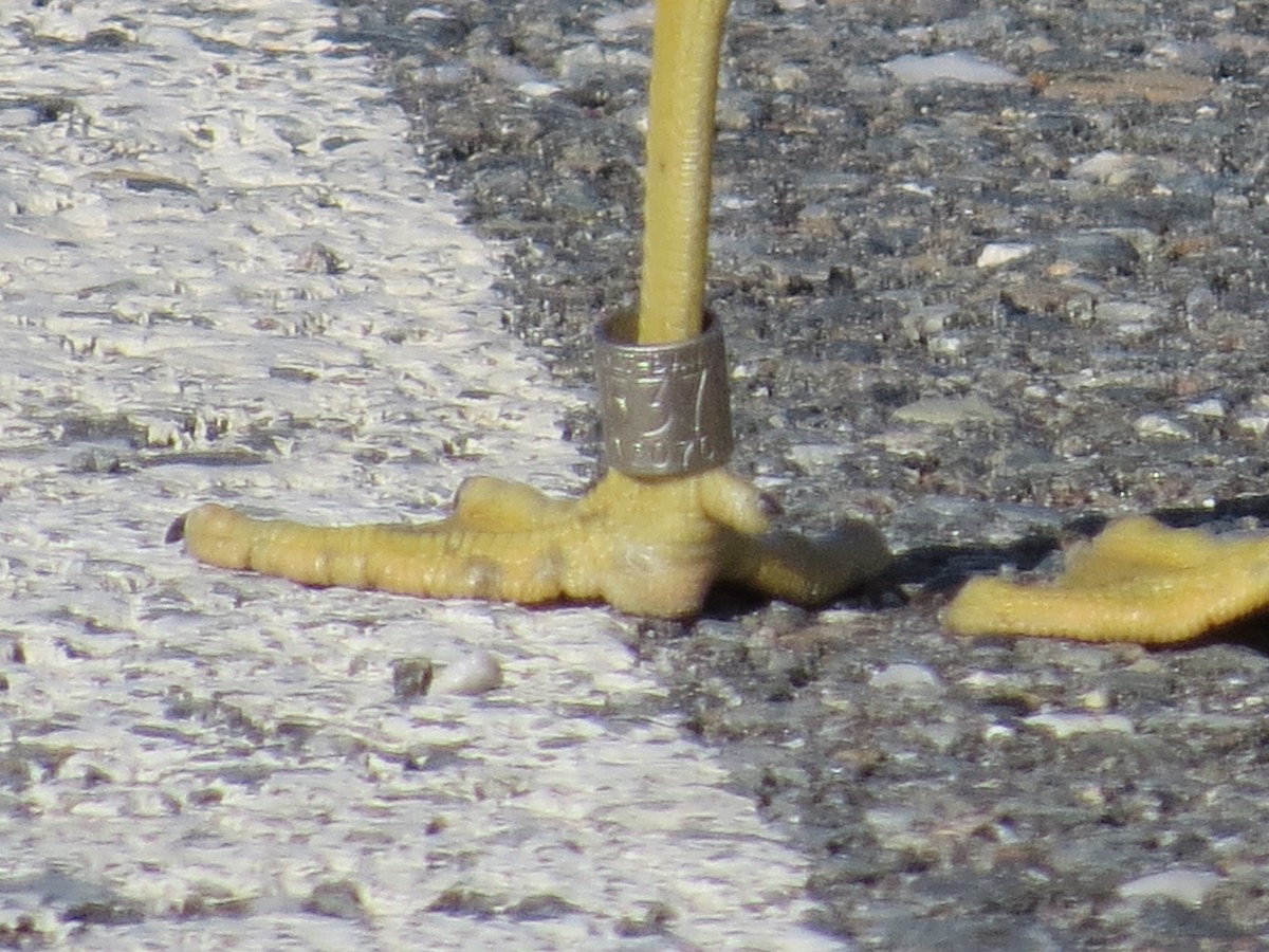 ringnebbmåke - ML645527083