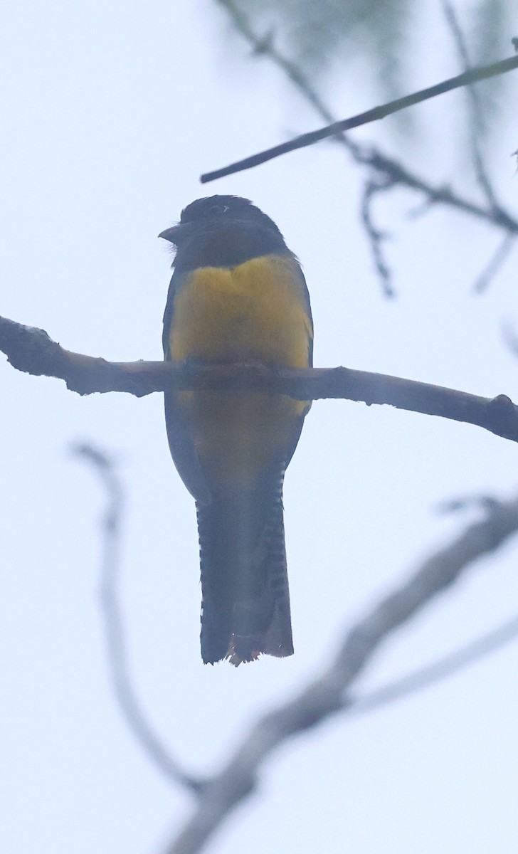 Gartered Violaceous Trogon - ML645527084