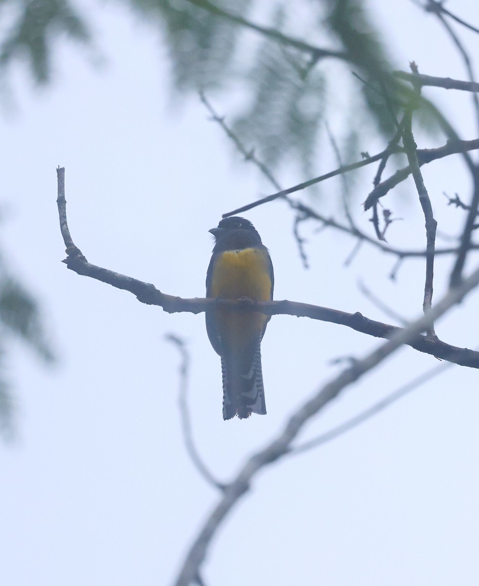 Gartered Violaceous Trogon - ML645527085