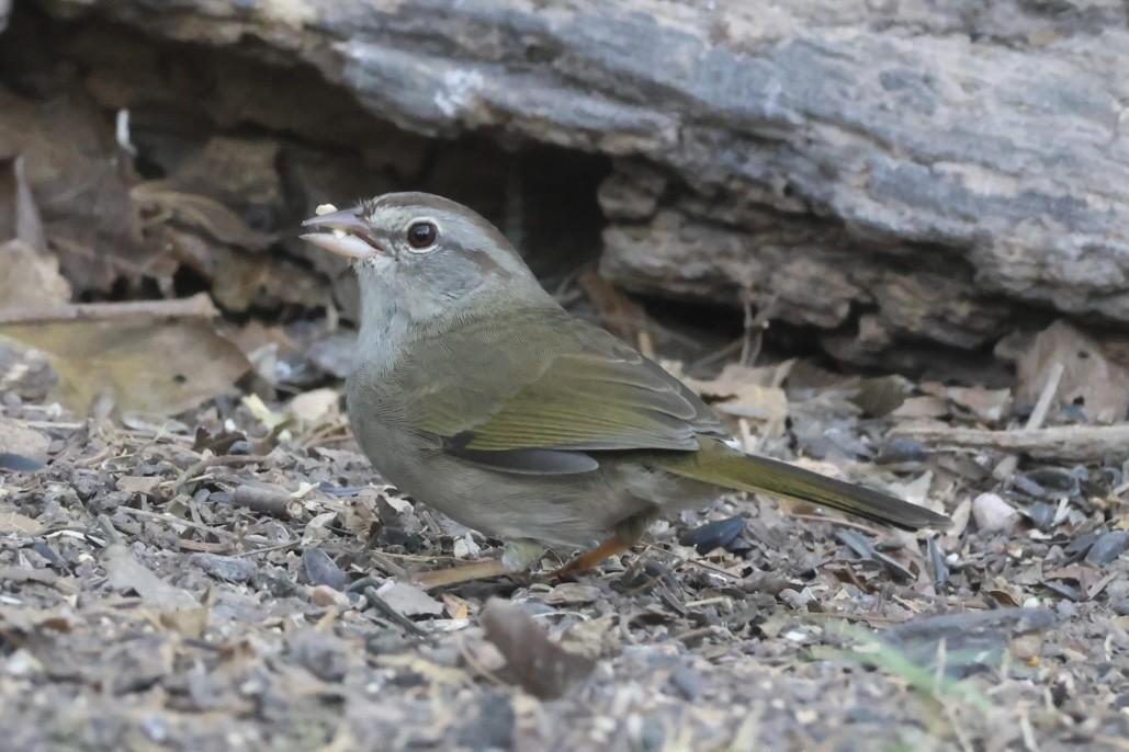 Olive Sparrow - ML645527086