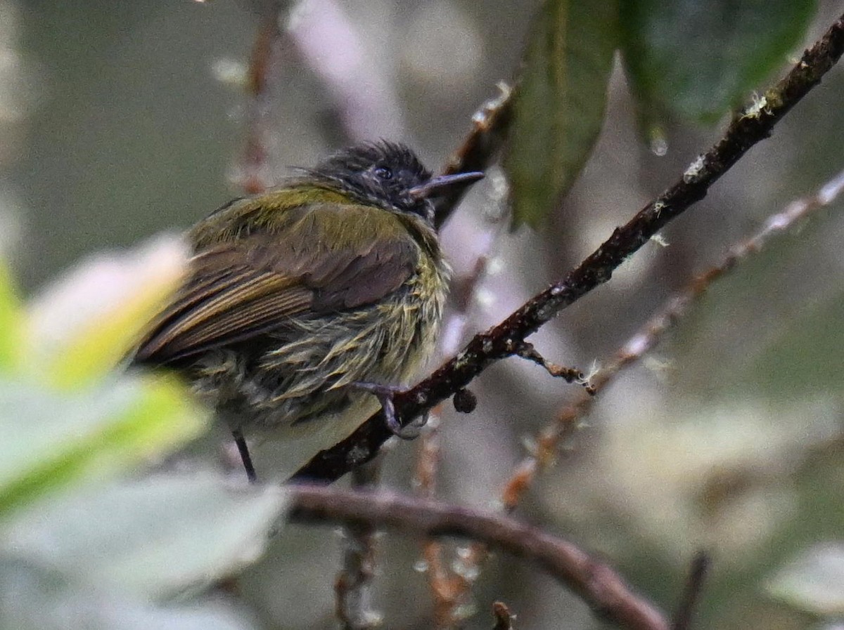 Streak-necked Flycatcher - ML645527087