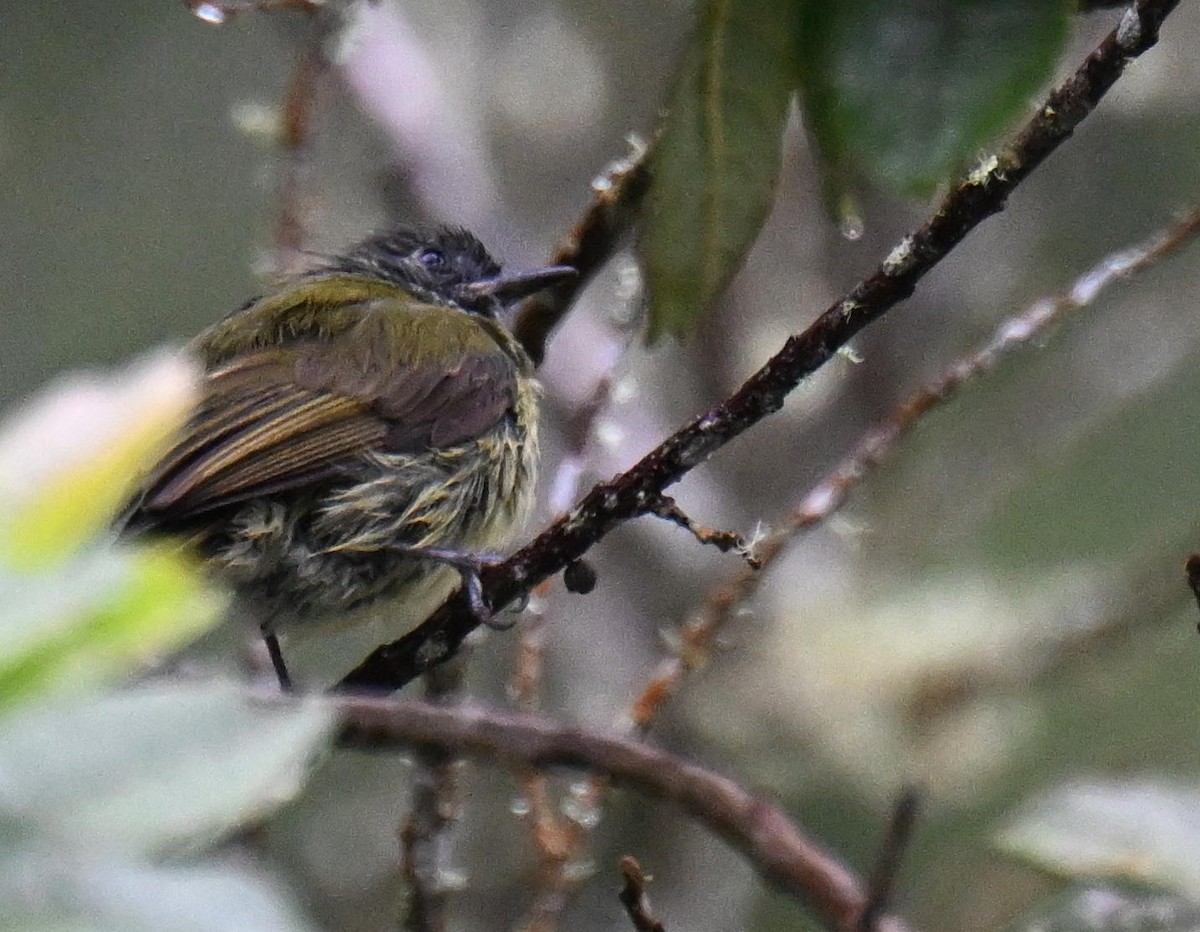 Streak-necked Flycatcher - ML645527088