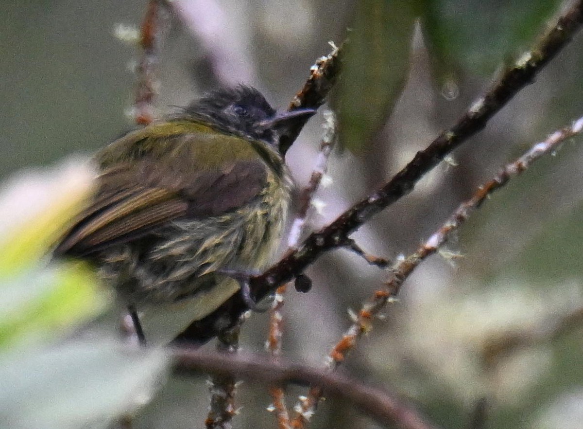Streak-necked Flycatcher - ML645527089