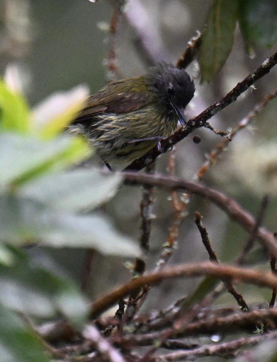 Streak-necked Flycatcher - ML645527090