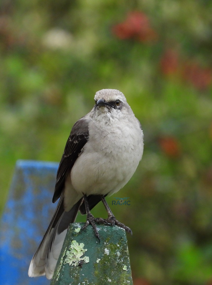 Tropikal Taklitçi - ML645527091