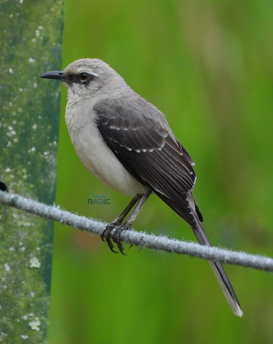 Tropikal Taklitçi - ML645527092