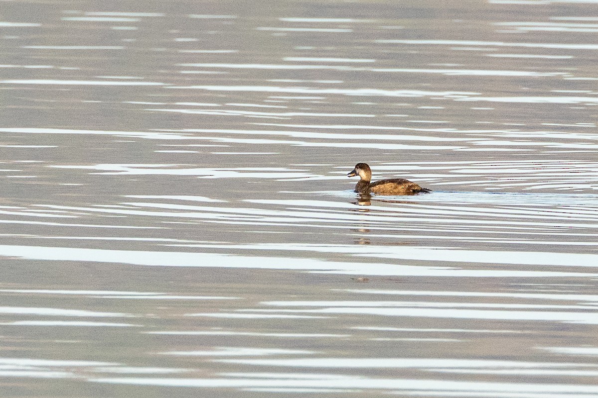 アカオタテガモ - ML645527093