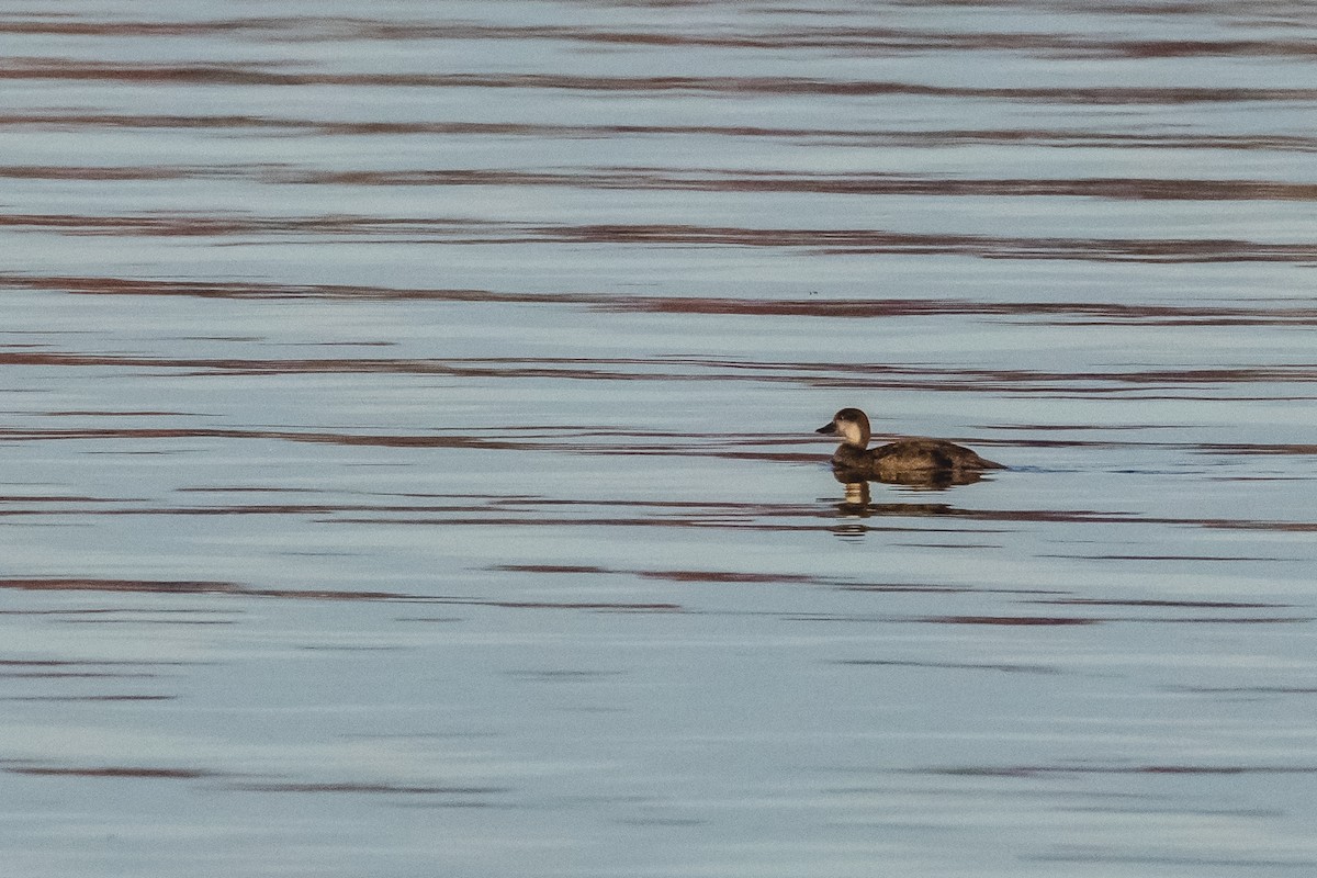 アカオタテガモ - ML645527094