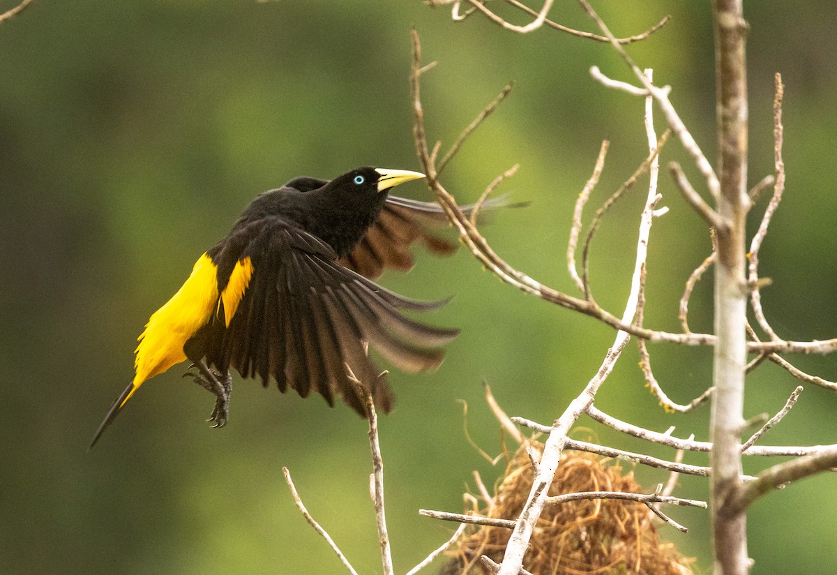 Yellow-rumped Cacique - ML645527096