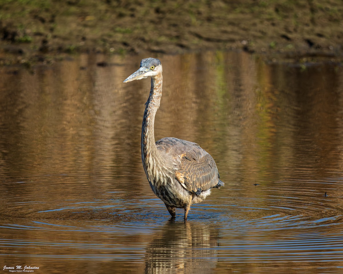 Great Blue Heron (Great Blue) - ML645527099